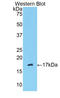 Serpin Family G Member 1 antibody, LS-C304093, Lifespan Biosciences, Western Blot image 