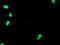 TLE Family Member 1, Transcriptional Corepressor antibody, LS-C175239, Lifespan Biosciences, Immunofluorescence image 