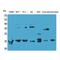 Midkine antibody, LS-C386952, Lifespan Biosciences, Western Blot image 