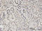 CBFA2/RUNX1 Partner Transcriptional Co-Repressor 2 antibody, LS-C133994, Lifespan Biosciences, Immunohistochemistry paraffin image 