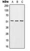 Sphingosine-1-Phosphate Receptor 4 antibody, orb214814, Biorbyt, Western Blot image 