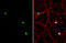 Actin Like 6B antibody, GTX122920, GeneTex, Immunofluorescence image 