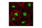 Nucleoporin 98 antibody, 2598T, Cell Signaling Technology, Immunofluorescence image 