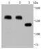 Mannose Receptor C-Type 1 antibody, NBP2-66956, Novus Biologicals, Western Blot image 