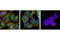 Myristoylated Alanine Rich Protein Kinase C Substrate antibody, 5607P, Cell Signaling Technology, Immunofluorescence image 