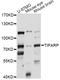 TCDD Inducible Poly(ADP-Ribose) Polymerase antibody, LS-C749332, Lifespan Biosciences, Western Blot image 