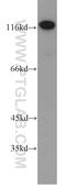 SRBP1 antibody, 10791-1-AP, Proteintech Group, Western Blot image 