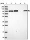 Golgin A1 antibody, NBP2-38528, Novus Biologicals, Western Blot image 