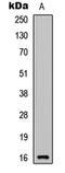 Cytokine Like 1 antibody, GTX56131, GeneTex, Western Blot image 