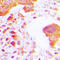 Hexokinase 3 antibody, LS-C354000, Lifespan Biosciences, Immunohistochemistry paraffin image 
