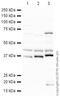 Fibrillarin antibody, ab5821, Abcam, Western Blot image 