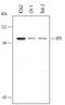 ERCC Excision Repair 2, TFIIH Core Complex Helicase Subunit antibody, AF3296, R&D Systems, Western Blot image 