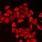 Calumenin antibody, orb412462, Biorbyt, Immunofluorescence image 
