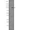 Catenin Alpha 1 antibody, PA5-67515, Invitrogen Antibodies, Western Blot image 
