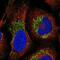 G Protein Subunit Gamma 12 antibody, NBP2-38953, Novus Biologicals, Immunofluorescence image 