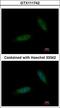 TBC1 Domain Containing Kinase antibody, LS-C186227, Lifespan Biosciences, Immunocytochemistry image 