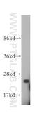 ATP synthase subunit b, mitochondrial antibody, 15999-1-AP, Proteintech Group, Western Blot image 