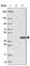 Iron-Sulfur Cluster Assembly Factor IBA57 antibody, HPA030557, Atlas Antibodies, Western Blot image 