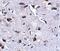 Regulator Of Calcineurin 2 antibody, NBP1-76995, Novus Biologicals, Immunohistochemistry paraffin image 