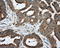 Retinol Dehydrogenase 11 antibody, LS-C115095, Lifespan Biosciences, Immunohistochemistry paraffin image 