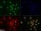 SRY-Box 11 antibody, NBP2-31371, Novus Biologicals, Immunofluorescence image 