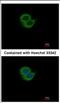 Synaptotagmin 6 antibody, NBP2-20547, Novus Biologicals, Immunocytochemistry image 