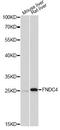 Fibronectin Type III Domain Containing 4 antibody, A14925, ABclonal Technology, Western Blot image 