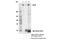Transcriptional regulator ATRX antibody, 10321S, Cell Signaling Technology, Immunoprecipitation image 