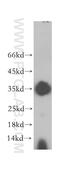 Solute Carrier Family 25 Member 1 antibody, 15235-1-AP, Proteintech Group, Western Blot image 