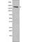 Ret Proto-Oncogene antibody, abx218257, Abbexa, Western Blot image 