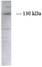 Janus Kinase 2 antibody, AHO1352, Invitrogen Antibodies, Western Blot image 