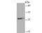 Transcription Factor A, Mitochondrial antibody, NBP2-75577, Novus Biologicals, Western Blot image 