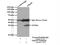 Endoplasmic Reticulum Protein 29 antibody, 24344-1-AP, Proteintech Group, Immunoprecipitation image 