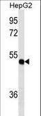 Thioredoxin domain-containing protein 5 antibody, LS-C157301, Lifespan Biosciences, Western Blot image 