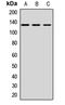 CD163 antibody, orb412707, Biorbyt, Western Blot image 