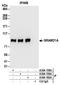 GRAM Domain Containing 1A antibody, A304-158A, Bethyl Labs, Immunoprecipitation image 