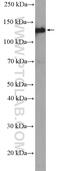 Laminin Subunit Beta 3 antibody, 26795-1-AP, Proteintech Group, Western Blot image 