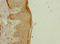 Cilia And Flagella Associated Protein 20 antibody, orb40048, Biorbyt, Immunohistochemistry paraffin image 
