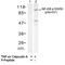 Nuclear Factor Kappa B Subunit 1 antibody, NB100-82074, Novus Biologicals, Western Blot image 