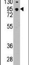 Cadherin 7 antibody, PA5-11540, Invitrogen Antibodies, Western Blot image 