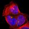 Phospholipase A2 Group VI antibody, NBP1-81586, Novus Biologicals, Immunofluorescence image 