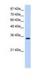 Muscleblind Like Splicing Regulator 1 antibody, orb330162, Biorbyt, Western Blot image 