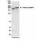 Lysine Demethylase 5A antibody, NB110-40499, Novus Biologicals, Western Blot image 