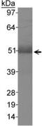 Macrophage Scavenger Receptor 1 antibody, ab123946, Abcam, Western Blot image 