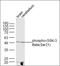 Glycogen Synthase Kinase 3 Beta antibody, orb5357, Biorbyt, Western Blot image 