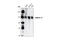 Integrin Subunit Alpha 5 antibody, 4705T, Cell Signaling Technology, Western Blot image 