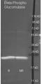 Beta-phosphoglucomutase antibody, orb344213, Biorbyt, Western Blot image 