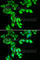 Striatin 3 antibody, A6756, ABclonal Technology, Immunofluorescence image 
