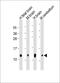 G Protein Subunit Gamma 3 antibody, 61-338, ProSci, Western Blot image 