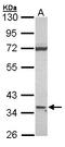 CD1d Molecule antibody, LS-B12459, Lifespan Biosciences, Western Blot image 